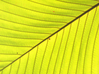 Texture of a green leaf as background