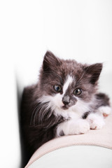 Cute gray kitten on sofa at home