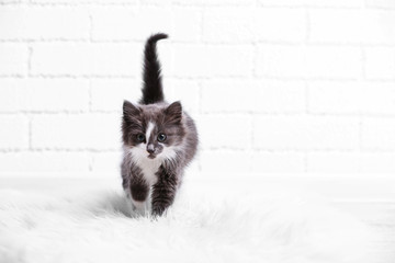 Cute gray kitten on carpet on floor at home