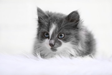 Naklejka na ściany i meble Cute gray kitten on carpet on floor at home