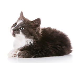 Gray kitten isolated on white