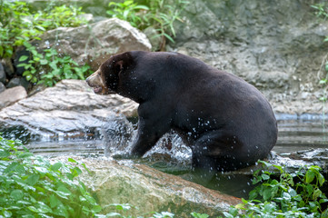 Sun Bear