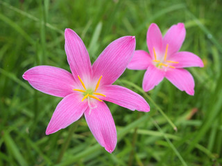 Fototapeta premium The purple rain lily flower in Thailand