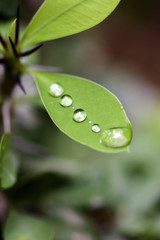 Raindrops on the green leaf