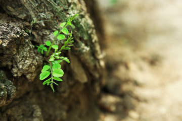 Plant growing through trunk of tree