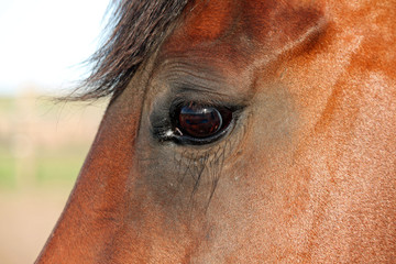 Closeup Profile of a Brown Mare Horse