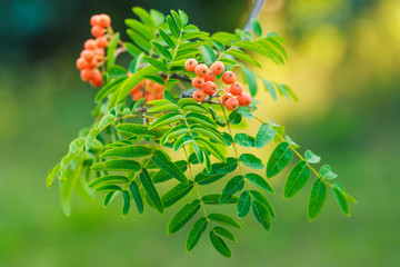 Red berries on rowan tree 