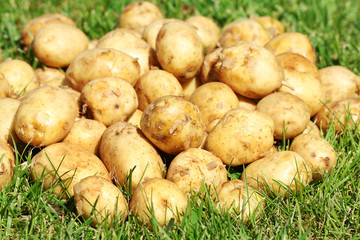 New potatoes over green grass background