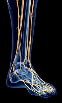 medically accurate illustration of the foot nerves
