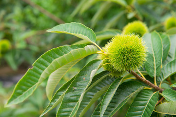 Chestnut (Castanea fruits)