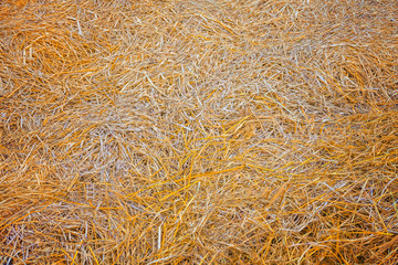 Dry Straw