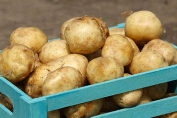 New potatoes in wooden crate, closeup