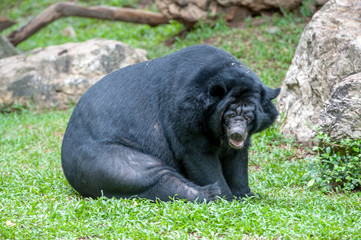 asiatic black bear
