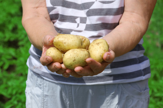 Female handful of new potatoes in garden