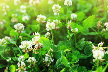 Thickets of blossoming clover
