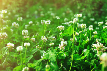 Thickets of blossoming clover