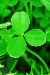 Clover leaves, closeup