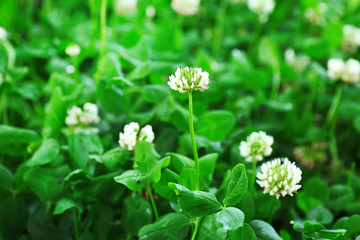 Clover leaves background