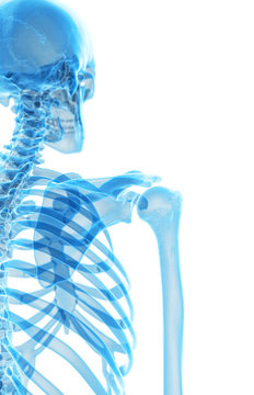 medically accurate illustration of the skeletal shoulder