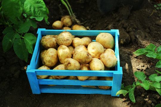 New potatoes in wooden crate over soil background