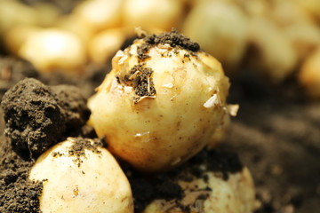 Crop of new potatoes in soil, closeup