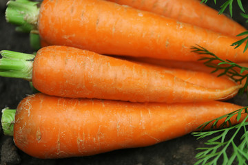 New fresh carrots on soil in garden