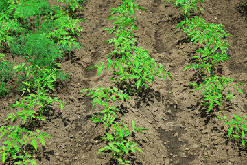 Tops of tomatoes growing in garden