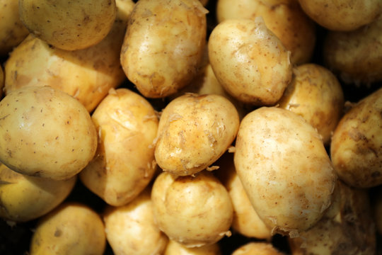 Crop of new potatoes, closeup