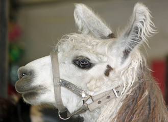 Fluffy White LLama at the Fair