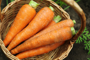 Wicker basket of new fresh carrots in garden