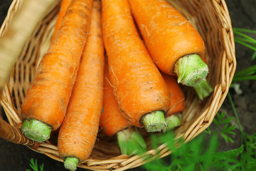 Wicker basket of new fresh carrots in garden
