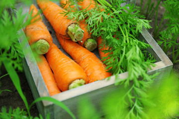 New fresh carrots in wooden basket in garden