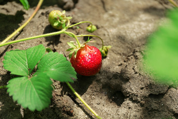 Fresh organic strawberry growing in garden