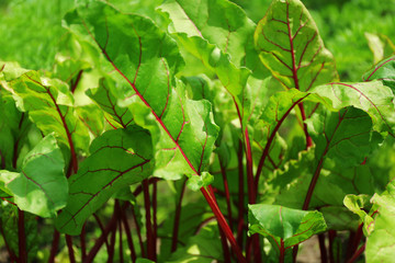 Tops of beet growing in garden