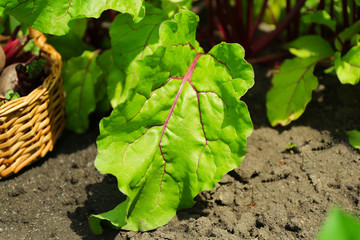 Tops of beet growing in garden