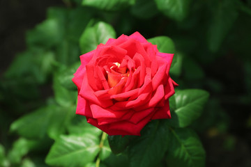 Beautiful red home rose in garden