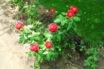 Fototapeta premium Beautiful red home roses in garden