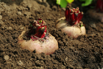 Fresh new beet growing in garden