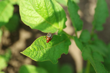 Colorado beetle on potato leaves in garden, closeup