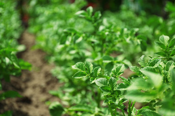 Potato plantation background