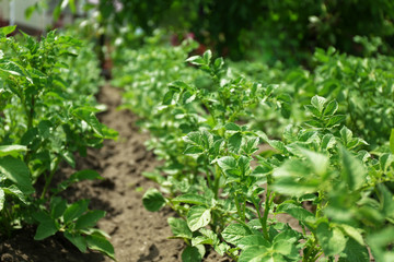 Potato plantation background