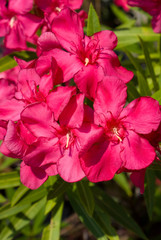 Oleanders