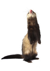 Хорек стоит на двух лапках изолированный на белом фоне