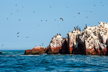 Ballestas Islands, Paracas National Reserve. Peru
