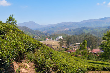 Fototapeta na wymiar View of tea plantation valley in Munnar