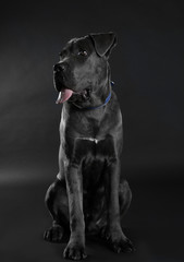 Fototapeta na wymiar Cane corso italiano dog on black background