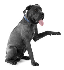 Cane corso italiano dog give a paw to human hand, isolated on white