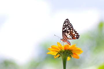 Fototapeta na wymiar Butterfly on Zinnia flower