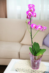 Beautiful lilac orchid in pot on table in room