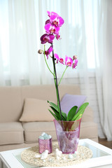 Beautiful lilac orchid in pot on table in room